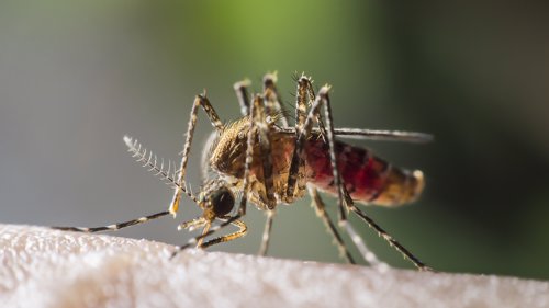 PLAGSOM: Nå kan du snart vinke farvel til myggen med et enkelt triks.