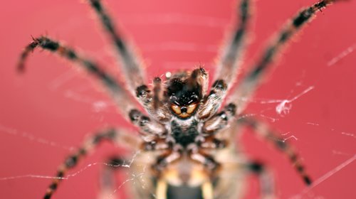 LUKSUS: – Insekter som denne edderkoppen trives bedre i luksusstrøk enn i andre boligstrøk, viser ny studie.