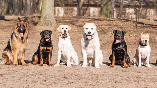 VENNLIGSTE HUND: Labrador er verdens vennligste hund, skal vi tro et amerikanske selskap.
