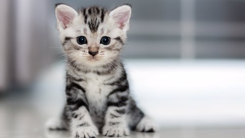 DUMPER KATTEN: Fellesferien nærmer seg og det er igjen høysesong for dumping av katter. Dyrevernere fortviler.