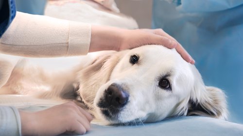 VONDT: Veterinæren skriver at det døende dyret forsøker å finne ansiktet til noen det er glad i - ofte uten å lykkes.