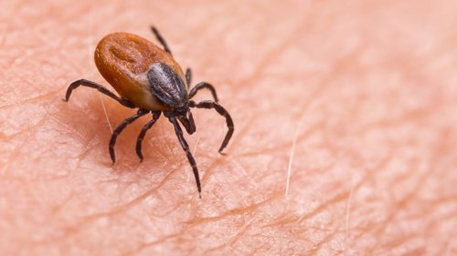 FLÅTT: Flere tilfeller av borreliose i år.