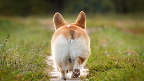 Hundehold kan bli så konfliktfylt at det havner i Konfliktrådet