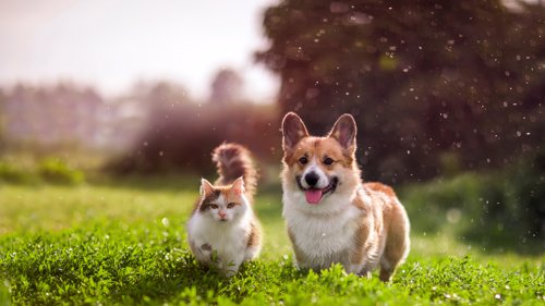 Nå får ikke dyr alltid helsehjelpen de trenger, dette kan bli bedre om dyreforsikring blir obligatorisk, mener Veterinærforeningen.