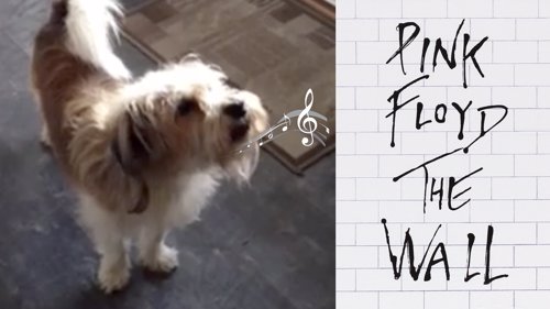 Denne hunden elsker Pink Floyd!