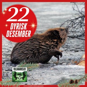 Dyrisk Desember 22: Bever - den flittige vanningeniøren