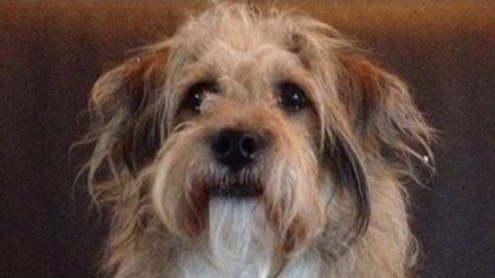 Hunden Smestad