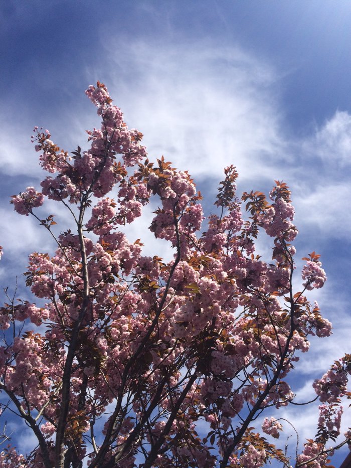 Blomst