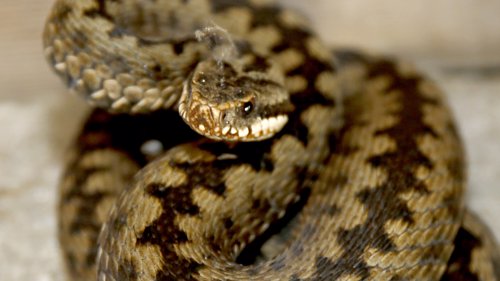 Hoggorm  er den eneste giftige orm/slange som finnes i Norge og giften kan være dødelig. Barfrost i vinter kan ha tatt livet av mange slike.