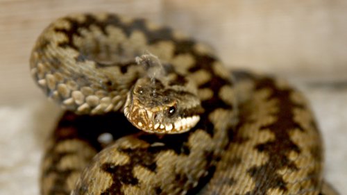 GIFTIG: Hoggormen er den eneste giftige slangen i Norge. Blir du bitt bør du oppsøke lege.