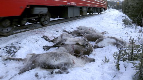 DREPT: Setter iverk tiltak for å hindre at tog kjører på reinsdyr.