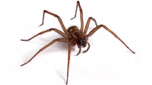 Derfor bør du ikke drepe edderkopper du finner i huset ditt