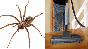 Så lenge lever edderkoppen etter at du har støvsugd den