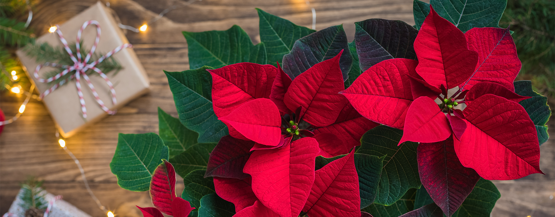 Vinn juleblomster for 3000,-!