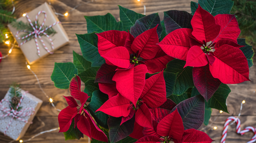 Vinn juleblomster for 3000,-!