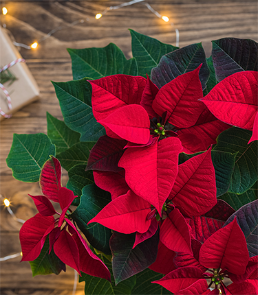 Vinn juleblomster for 3000,-!