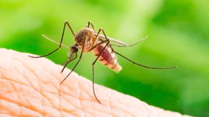 FHI advarer mot Denguefeber